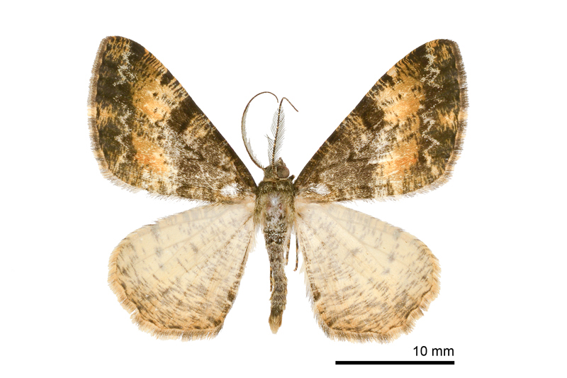 Alcis scortea Male